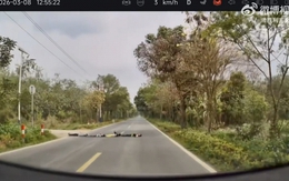 4 đứa trẻ nằm lỳ giữa đường giả làm gờ giảm tốc khiến tài xế thót tim