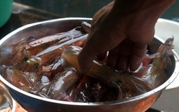 Đặc sản "ăn một lần, nhớ một đời" của tỉnh miền Trung: Chủ tịch tỉnh phải đăng lên Facebook