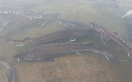 Lão nông Đắk Nông thu 1,8 tỷ đồng từ nuôi loài 'thủy quái' râu dài, không xương, không vảy