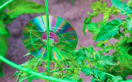 Treo thứ này ngoài vườn, bỗng nhiên chim không dám phá loại, cây cối phát triển mơn mởn