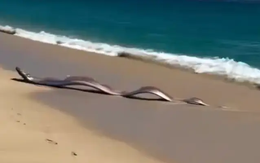 Sinh vật biển sâu dài 9m sống ở độ sâu 1.000m bất ngờ xuất hiện trên bãi biển, nhiều người lo lắng