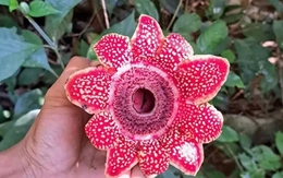 Phát hiện loài thực vật ký sinh quý hiếm Địa nhãn Himalaya trong rừng Phong Nha - Kẻ Bàng