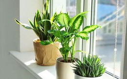 3 loại cây nên trồng vào tháng 3, tài lộc dễ tìm đến