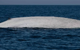 Ngư dân tưởng nhìn nhầm khi thấy sinh vật trắng toát giữa biển, chuyên gia xác nhận: Tỷ lệ chỉ 0,0025%