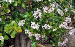 5 cây mang may mắn vào nhà, trồng 1 chậu là bừng sáng cả không gian