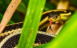 3 loại cây trồng trong vườn nhà, rắn sợ tránh xa, gia chủ có thêm tài lộc