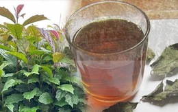 Uống nước xạ đen hàng ngày có tốt?