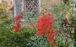 5 loại cây là biểu tượng của vận may, cổ nhân khuyên nên trồng quanh nhà