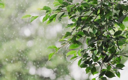 Tiết Cốc vũ 2026 bắt đầu từ ngày nào, có đặc điểm gì?