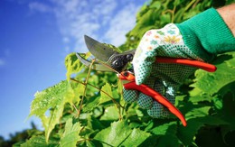 4 loại cây không được cắt tỉa vào tháng 3