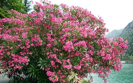 Ông bà dặn: Tuy rất đẹp nhưng đừng dại mà trồng 3 loài cây này trong nhà, vừa xui rủi, vừa ảnh hưởng sức khỏe