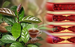 Uống nước xạ đen có giảm mỡ máu?