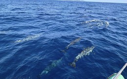 Tuần tra tưởng ảo giác khi thấy hơn 100 sinh vật trồi lên giữa biển, chuyên gia nói: Hiện tượng cực hiếm