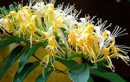 Loài cây trồng phòng khách xanh mướt quanh năm, hễ nở hoa còn là "điềm lành hiếm gặp", tài lộc đỉnh cao