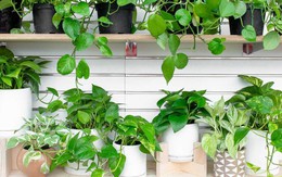 3 loại cây đặc biệt hợp với gia đình nhỏ: Biết trồng thì cả nhà đều vui