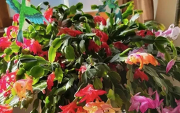 5 loài cây sống lâu hơn cả người, càng già càng lộ ra sự quý giá, bảo vệ gia đình, giữ lộc 3 đời con cháu