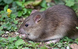 1 dấu hiệu cho thấy chuột đã lẻn vào vườn: Ai phải rất tinh mới nhận ra