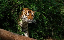 Vì sao động vật có vú hiếm khi sặc sỡ như chim cá và bò sát?