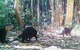 Phát hiện rái cá và chim hồng hoàng cực kỳ quý hiếm ở Vườn quốc gia Chư Mom Ray