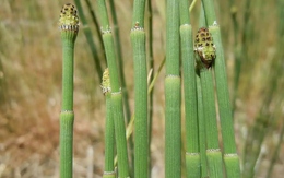 Loài cây cổ đại chưng cất nước kỳ lạ đến mức khiến giới khoa học nhầm tưởng dấu vết đến từ thiên thạch ngoài Trái Đất