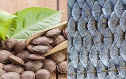 Từ vảy cá và hạt cây: Sáng chế độc quyền của nhà khoa học Việt khiến nhiều người kinh ngạc