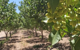 Đắt hơn sầu riêng, một loại nông sản của Việt Nam bất ngờ xuất khẩu bùng nổ ngay đầu năm