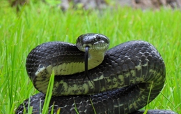 6 thứ rắn cực kỵ, chạm mặt là "quay xe"