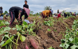 Việt Nam vừa đón một tin vui lịch sử từ Nhật Bản