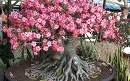 Ông bà dặn kỹ: 7 loại cây tuyệt đối đừng trồng trong nhà, đẹp mấy cũng xui rủi, cả nhà khó an yên