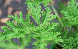 5 loại cây đuổi muỗi, nên trồng ngay trong nhà