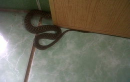 5 dấu hiệu cảnh báo rắn xuất hiện trong nhà, chớ vội mà bỏ qua
