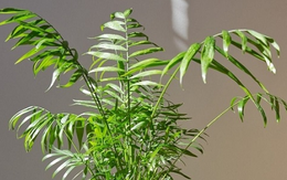 7 loại cây đặt đúng chỗ là "kéo tiền về": Nhiều người trồng sai nên không giàu lên được