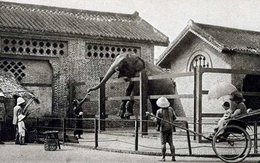 Sở thú lâu đời nhất Việt Nam bất ngờ “hẹn” khách vào 9h sáng Chủ nhật tuần này