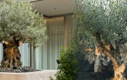 Giới nhà giàu đang mê mệt loại cây này: Không chỉ đẹp mà còn hút lộc, giá nhỉnh... sương sương vài tỷ đồng!