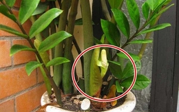 5 niềm vui, 4 nỗi lo khi trồng kim tiền trong nhà