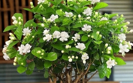 5 loài hoa thơm nức mũi, hợp trưng trong nhà - kiêng đặt bàn thờ