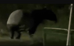 "Quái thú" có bước đi 'vang như tiếng vó ngựa' xuất hiện giữa phố, chuyên gia hé lộ: Chỉ còn 2.500 cá thể