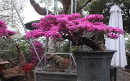 4 niềm vui, 3 nỗi sợ khi chơi hoa giấy