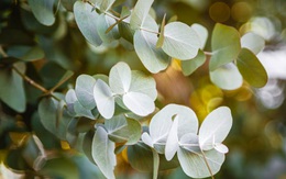 9 loại cây đuổi muỗi nên trồng ngay trong nhà vào mùa hè này