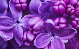 10 loài hoa thơm say mũi: Mùi hương độc nhất thế giới, đến thợ điều chế nước hoa cũng không thể bắt chước