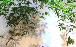 Muốn phòng khách lên level thượng lưu, tôi khuyên bạn ĐỪNG TRỒNG HOA: 8 cây xanh này mới là "thần" chiêu tài hút lộc, siêu khí chất