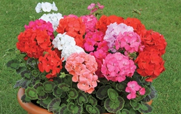 5 loài hoa đẹp với mùi hương thơm ngát lại có tác dụng đuổi muỗi, hè này bạn nhất định phải trồng