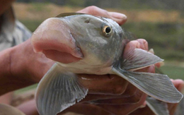 Giá chục triệu 1 kg, "thuỷ quái mõm lợn" ở Phú Thọ chỉ vua chúa và giới quý tộc mới được ăn