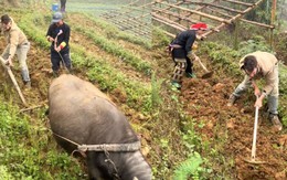 Clip khách Tây 'xuyên không đi cày theo trâu' ở Lào Cai khiến dân mạng cười bò