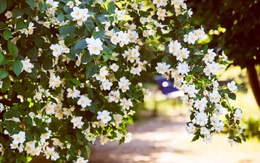 6 loại cây nở hoa vào ban đêm, nên trồng trong vườn nhà ngay