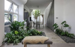 3 loại cây đừng đặt trong phòng khách: Ảnh hưởng tới tài lộc, vận khí