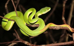 3 cây dụ rắn vào nhà, 2 cây rắn sợ khiếp vía