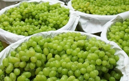 Trung Quốc vừa đón tin cực vui từ Việt Nam