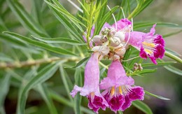 3 loại cây cần được cắt tỉa ngay lúc này