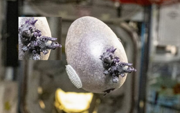 Phi hành gia NASA công bố bức ảnh “trứng người ngoài hành tinh” với xúc tu kỳ dị, nhiều người lo ngại